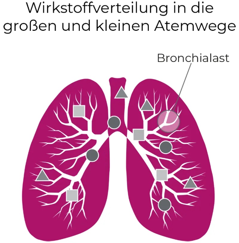 Illustration einer Lunge mit der Wirkstoffverteilung in die großen und kleinen Atemwege.